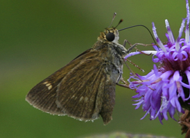 Crossline Skipper